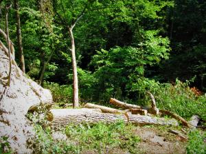 Click to enlarge image Very steep hill. - Salvaging Timber at Knot Hole Tree Farm - 