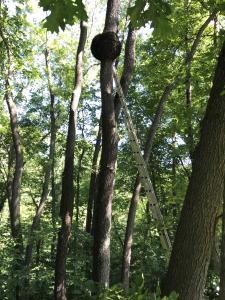 Click to enlarge image This Cherry tree was selected for harvest to give the trees close by more space to thrive. Notice the large Burl. Burls are sought after for their beautiful and wild grain. - Salvaging Timber at Knot Hole Tree Farm - 